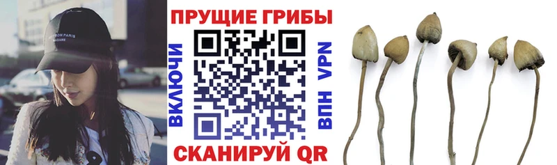 цены наркотик  Каменногорск  Псилоцибиновые грибы MAGIC MUSHROOMS 